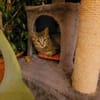 Kater Akari sucht sein Zuhause