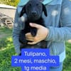 Tulipano 💙💙💙 Hundekind sucht Zuhause