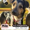 MILO vom Schatten ins Leben