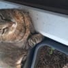 Ginseng liebevoller kater