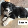 Lassie