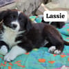 Lassie