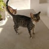 Schmusekater Rico sucht Zuhause