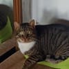 Schmusekater Rico sucht Zuhause