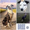 BREE -Traum von Hund-