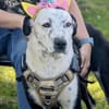 BREE -Traum von Hund-