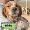 Birba