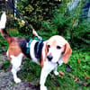 Abby - sanfte Hundedame sucht Zuhause