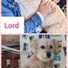 Lord und Pufu suchen Familien
