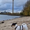 In Düsseldorf wartet Jack Russel Hündin!