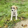 Lolly ein tolles Beagle Mix Mädchen