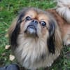Rudolf  kleiner Pekinese mit großem Her