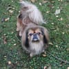 Rudolf  kleiner Pekinese mit großem Her