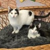 BEN&EMIL - zwei entzückende Kater!