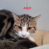 Aslo