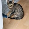 Kater Akari sucht sein Zuhause