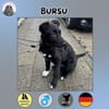 Bursu sucht sein Zuhause