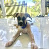 ARLEY, chiot femelle croisé Boxer