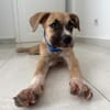 ARLEY, chiot femelle croisé Boxer