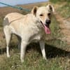 Alba, freundliche Hündin sucht Familie