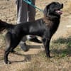 Neagra, aktive Hündin sucht Familie