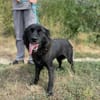 Neagra, aktive Hündin sucht Familie