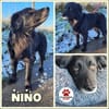 sanfter Retriever Nino sucht sein Zuhaus