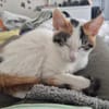 Annabelle & Mirabelle suchen DICH!