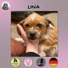 Lina sucht ihr Zuhause