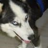 EYOLF -lieber, offener Huskymix-