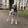Notfall - Elvis sucht Dauerpflegestelle