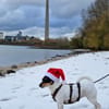 In Düsseldorf wartet Jack Russel Hündin!