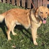 Freundlicher Labrador Basti sucht....