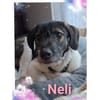 Neli - wartet in 38640 Goslar