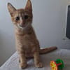 🐾 À L’ADOPTION – SIMBA, petit aventurier au pelage flamboyant ! 🐾