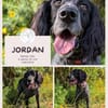 Jordan: kinderlieber English-Setter-Mix