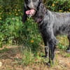Jordan: kinderlieber English-Setter-Mix