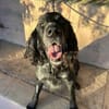 Jordan: kinderlieber English-Setter-Mix