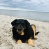 Delta - Frauenhund sucht Plätzchen