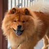 Kimbo - ein Chow-Chow