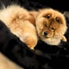 Kimbo - ein Chow-Chow