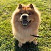 Kimbo - ein Chow-Chow