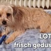LOTTI  wünscht sich liebevolles Zuhause