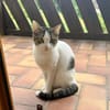 Mia - schüchteren Katze sucht Zuhause