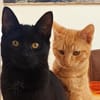 Unsere Schmusekater Nero und Orange