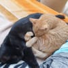Unsere Schmusekater Nero und Orange