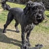 Riesenschnauzer Barney (geb. 03/2021)