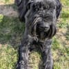 Riesenschnauzer Barney (geb. 03/2021)