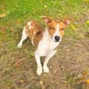 Jacko ein lieber Jack Russel