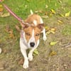 Jacko ein lieber Jack Russel